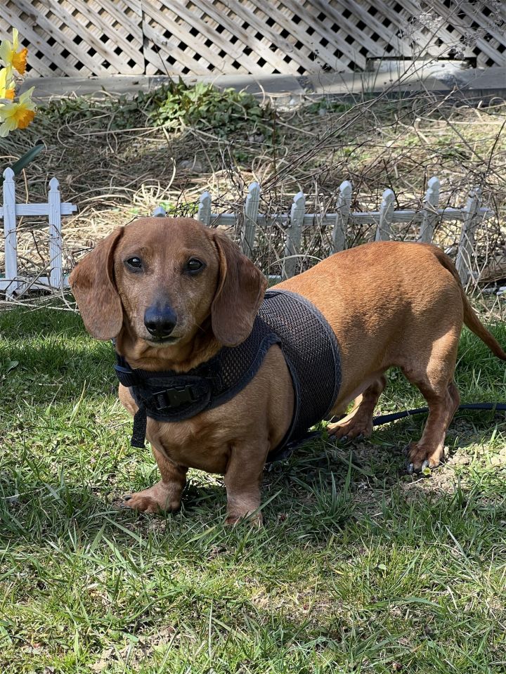 Rufus4 (Bonded with Daisy8), an adoptable Dachshund in Wheaton, MD_image-2