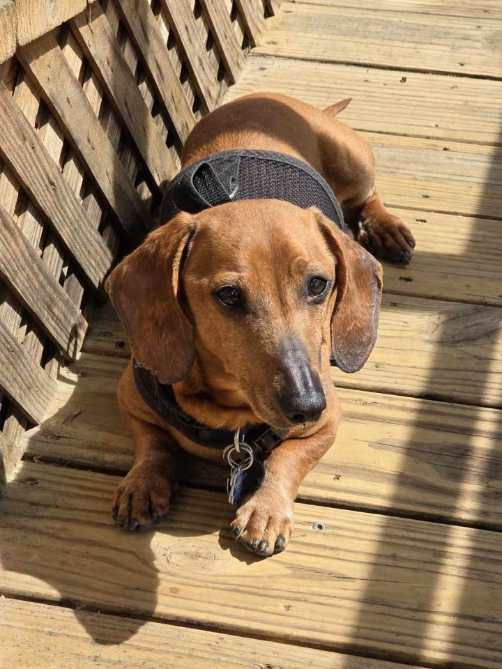 Rufus4 (Bonded with Daisy8), an adoptable Dachshund in Wheaton, MD_image-3