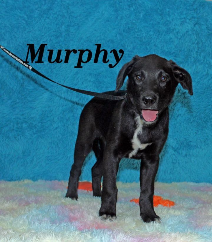 Murphy 2