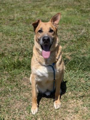 RANGER German Shepherd Dog Dog