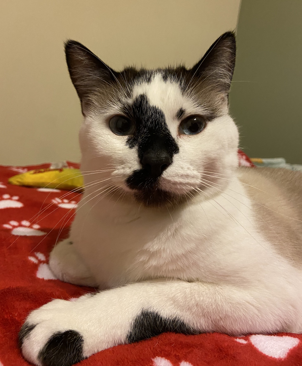 Hobbes, an adoptable Snowshoe in Prosper, TX, 75078 | Photo Image 1