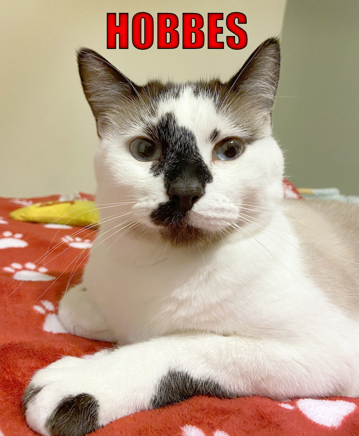 Hobbes, an adoptable Snowshoe in Prosper, TX, 75078 | Photo Image 1