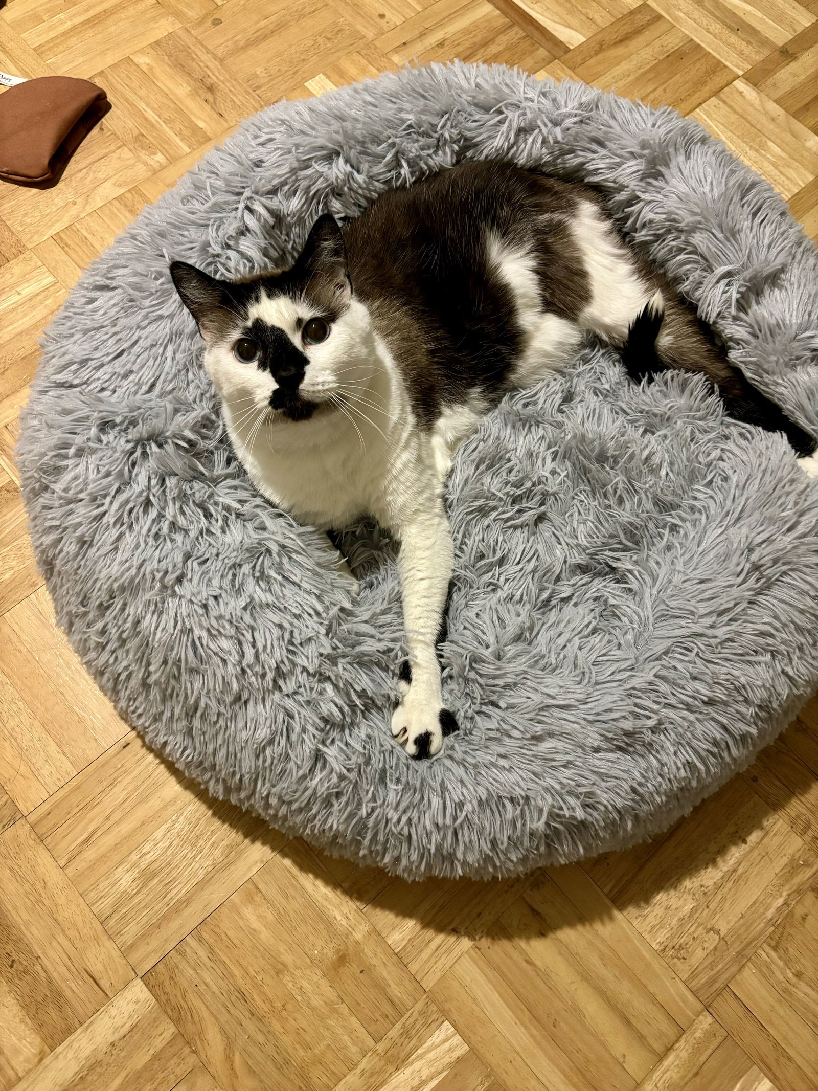 Hobbes, an adoptable Snowshoe in Prosper, TX, 75078 | Photo Image 2