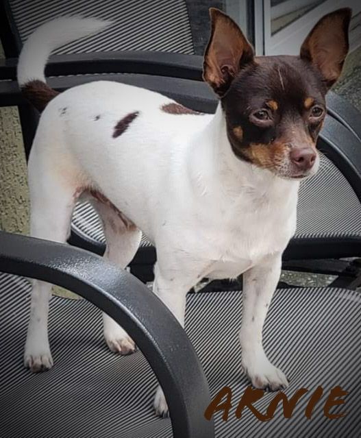 Toy fox terrier hot sale rescue near me