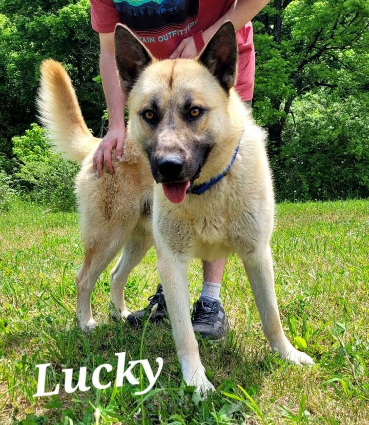 Lucky, an adoptable German Shepherd Dog Mix in Sunbright, TN_image-1