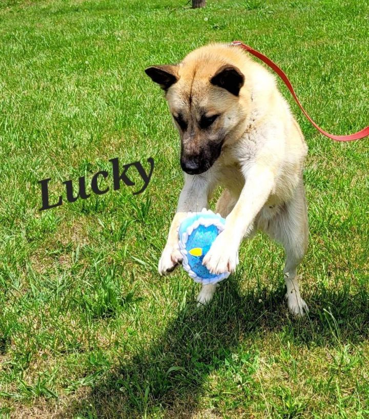 Lucky, an adoptable German Shepherd Dog Mix in Sunbright, TN_image-2
