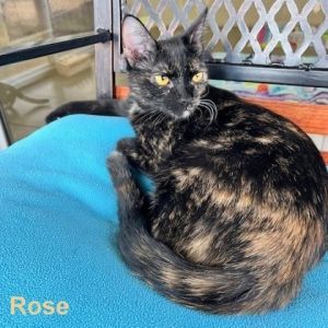 Rose-5040