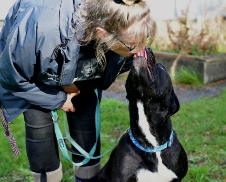 Meatball, an adoptable Pit Bull Terrier & Mastiff Mix in Crescent city, CA_image-3