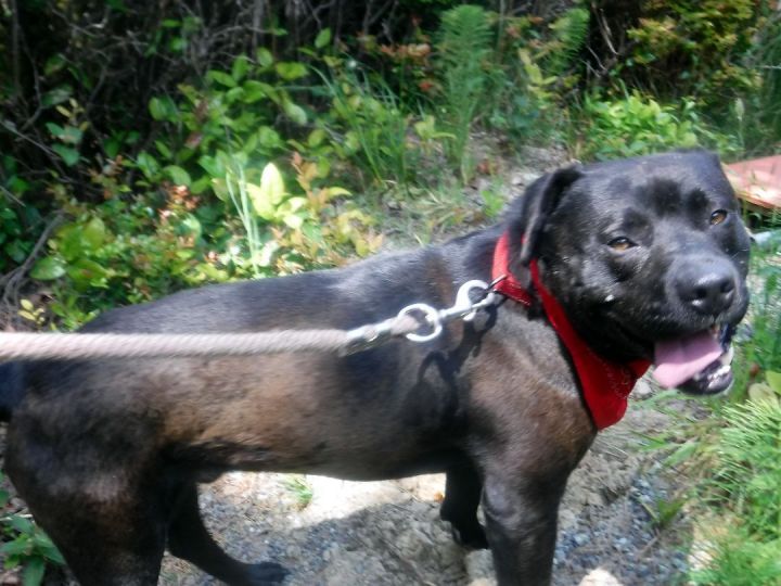 Meatball, an adoptable Pit Bull Terrier & Mastiff Mix in Crescent city, CA_image-4