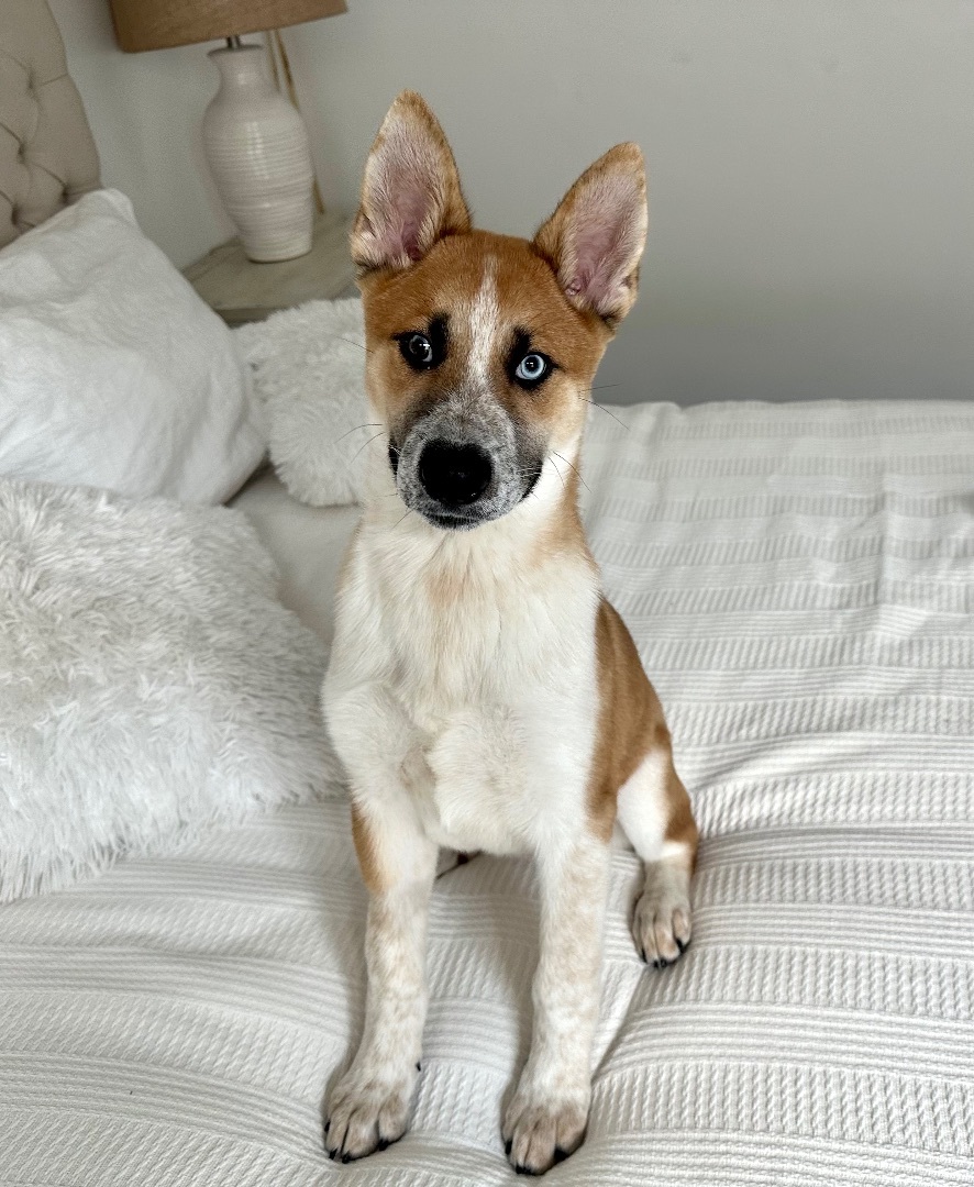 Dog for adoption - Benji Naruto, a Shiba Inu & Australian Cattle Dog ...