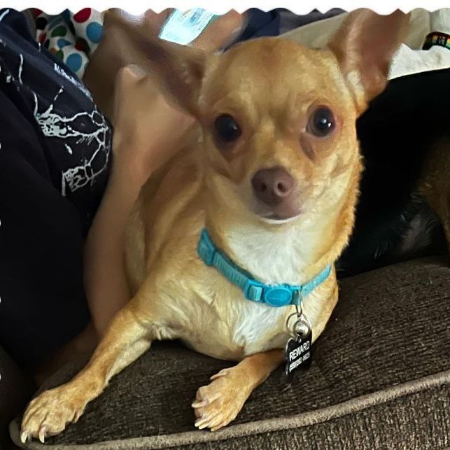 Gracie  2