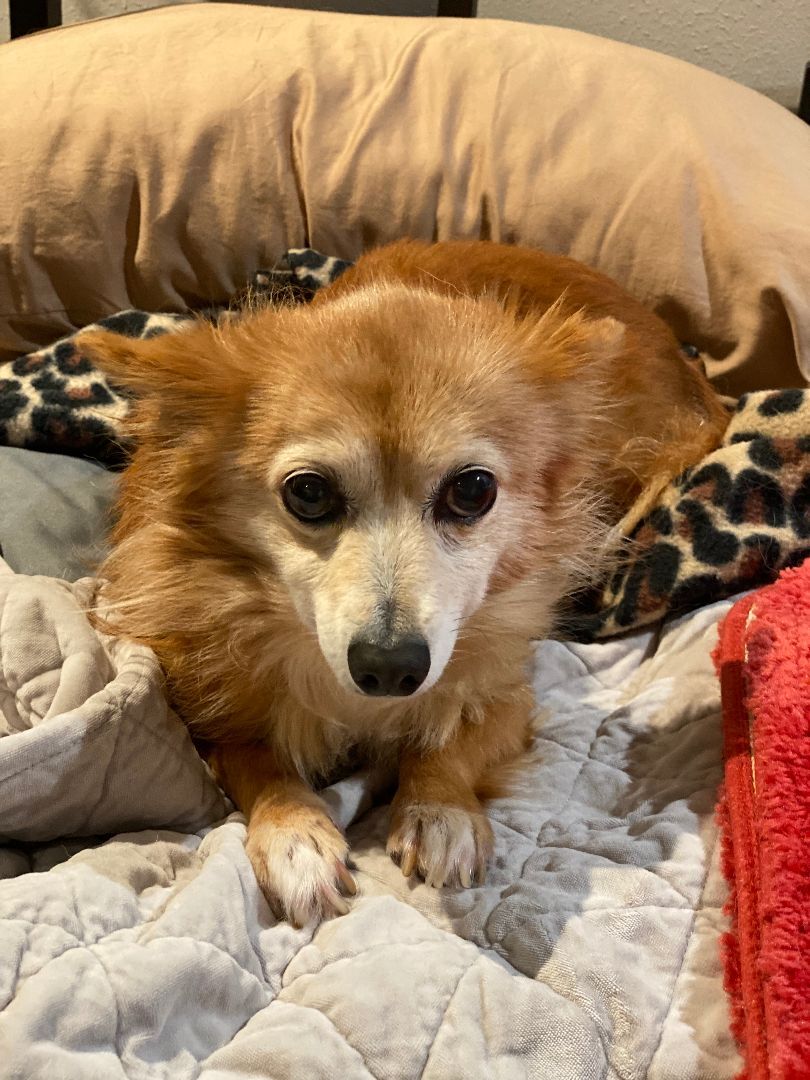 Rocky , an adoptable Dachshund, Pomeranian in Houston, TX, 77007 | Photo Image 1