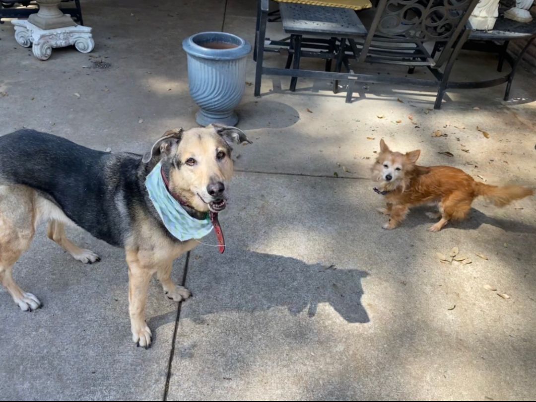 Rocky , an adoptable Dachshund, Pomeranian in Houston, TX, 77007 | Photo Image 2