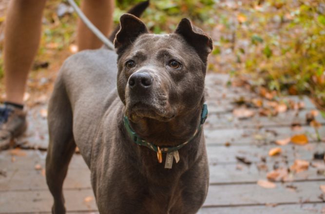 Dog for adoption - Rizzy, a Shar-Pei & Labrador Retriever Mix in ...