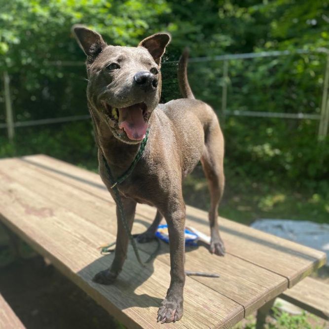 Dog for adoption - Rizzy, a Shar-Pei & Labrador Retriever Mix in ...