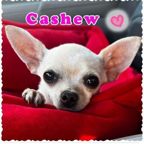 Cashew , an adopted Chihuahua in Clovis, CA_image-1
