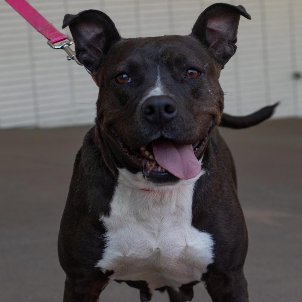 Mori, an adoptable American Staffordshire Terrier in QUINCY, FL, 32351 | Photo Image 1