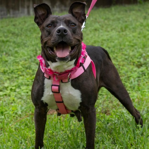 Mori, an adoptable American Staffordshire Terrier in QUINCY, FL, 32351 | Photo Image 2