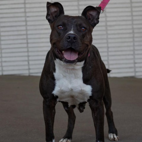 Mori, an adoptable American Staffordshire Terrier in QUINCY, FL, 32351 | Photo Image 3