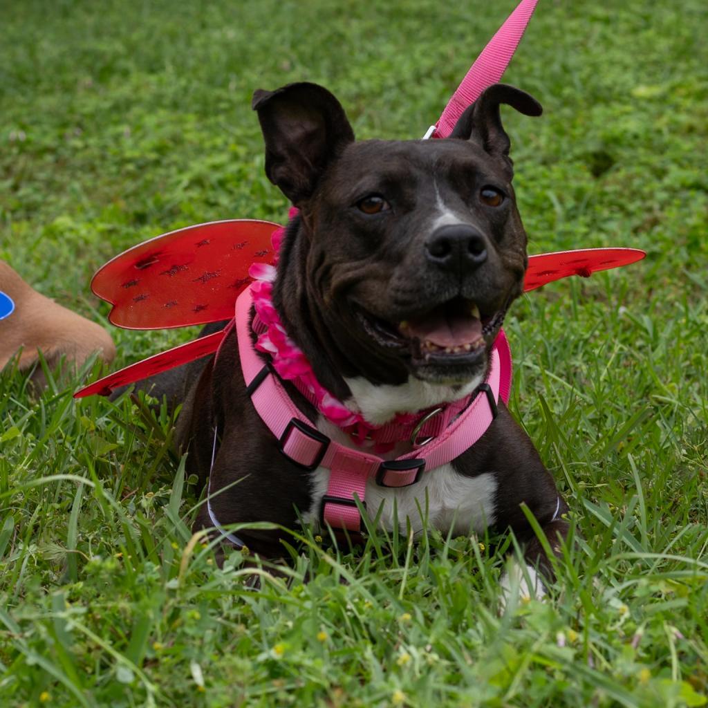 Mori, an adoptable American Staffordshire Terrier in QUINCY, FL, 32351 | Photo Image 3