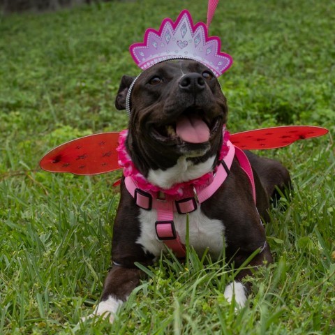 Mori, an adoptable American Staffordshire Terrier in QUINCY, FL, 32351 | Photo Image 4