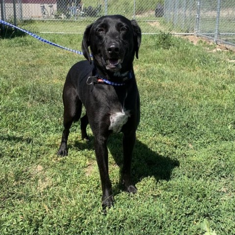 Bodie, an adoptable Mixed Breed in Ponderay, ID, 83852 | Photo Image 2