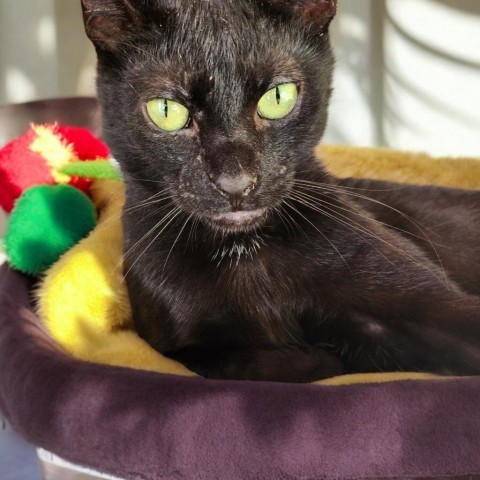 Easton, an adoptable Domestic Short Hair in Glenfield, NY, 13343 | Photo Image 1