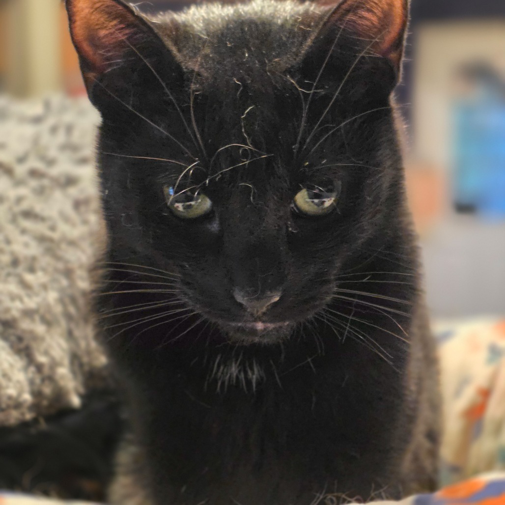 Easton, an adoptable Domestic Short Hair in Glenfield, NY, 13343 | Photo Image 1