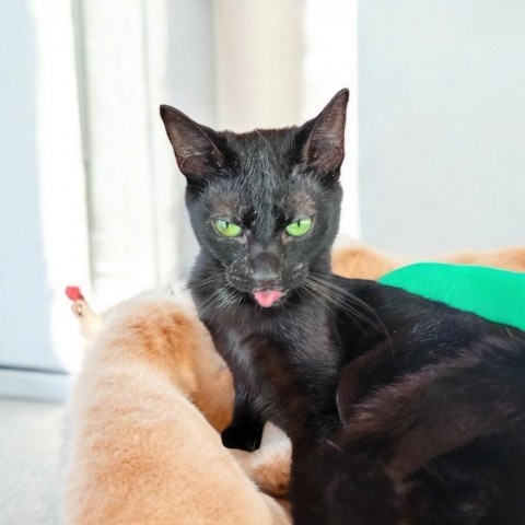 Easton, an adoptable Domestic Short Hair in Glenfield, NY, 13343 | Photo Image 2