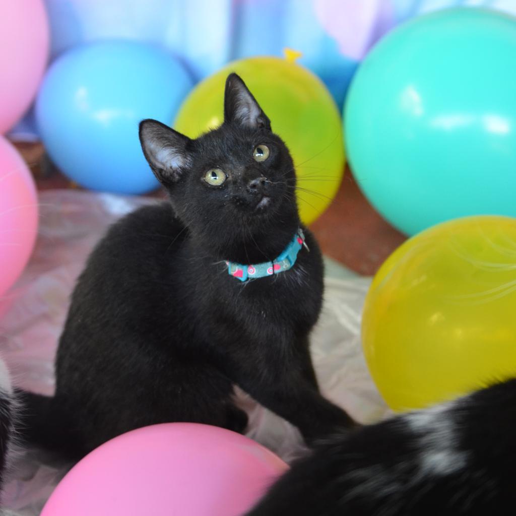 Easton, an adoptable Domestic Short Hair in Glenfield, NY, 13343 | Photo Image 2