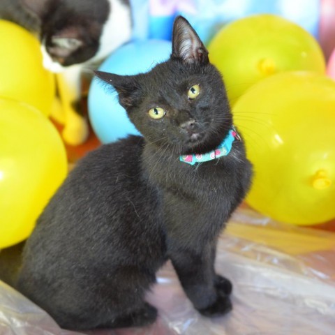 Easton, an adoptable Domestic Short Hair in Glenfield, NY, 13343 | Photo Image 3