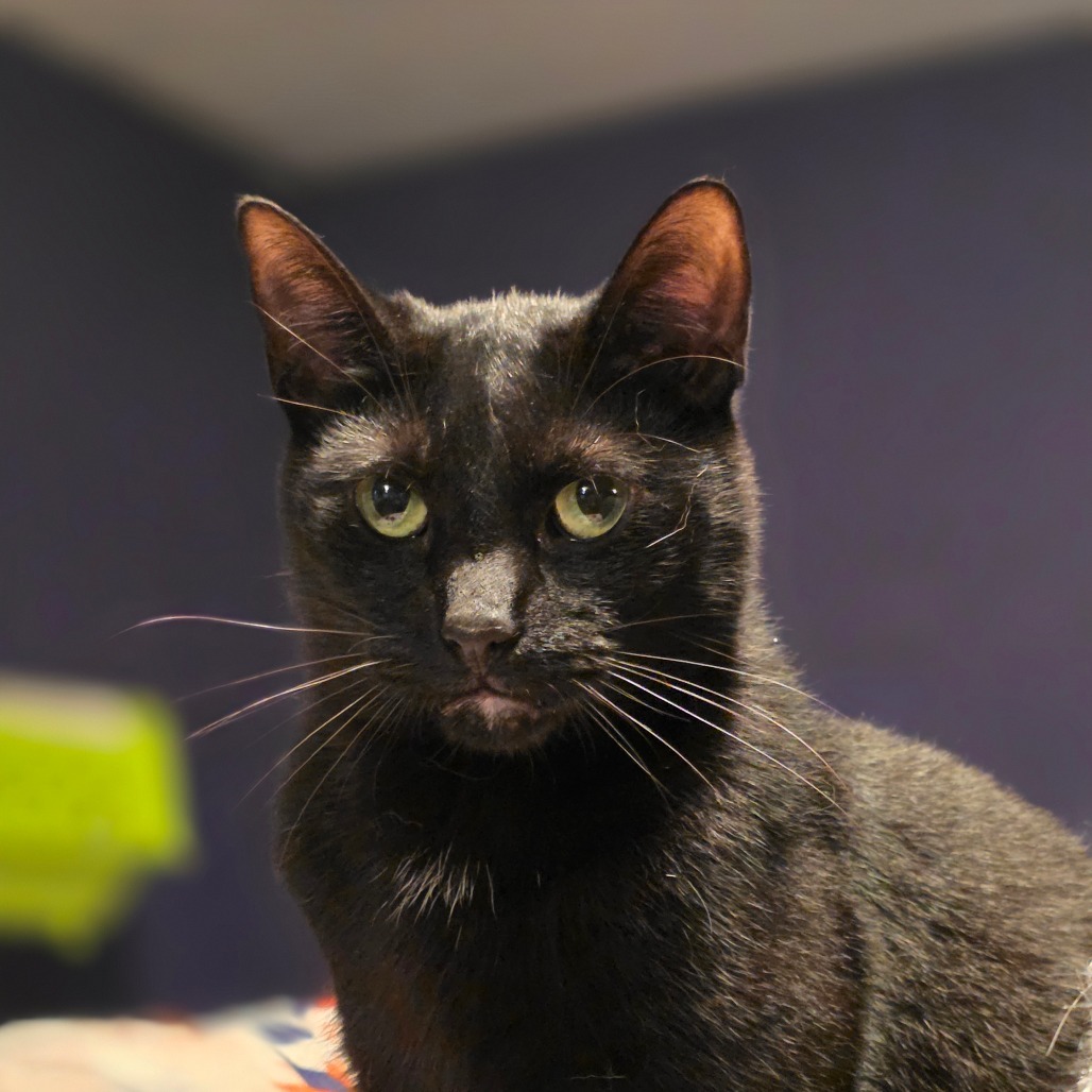 Easton, an adoptable Domestic Short Hair in Glenfield, NY, 13343 | Photo Image 3