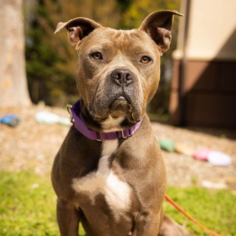 Dog for adoption - Clementine 01-2940, a Pit Bull Terrier in Tyrone, GA ...