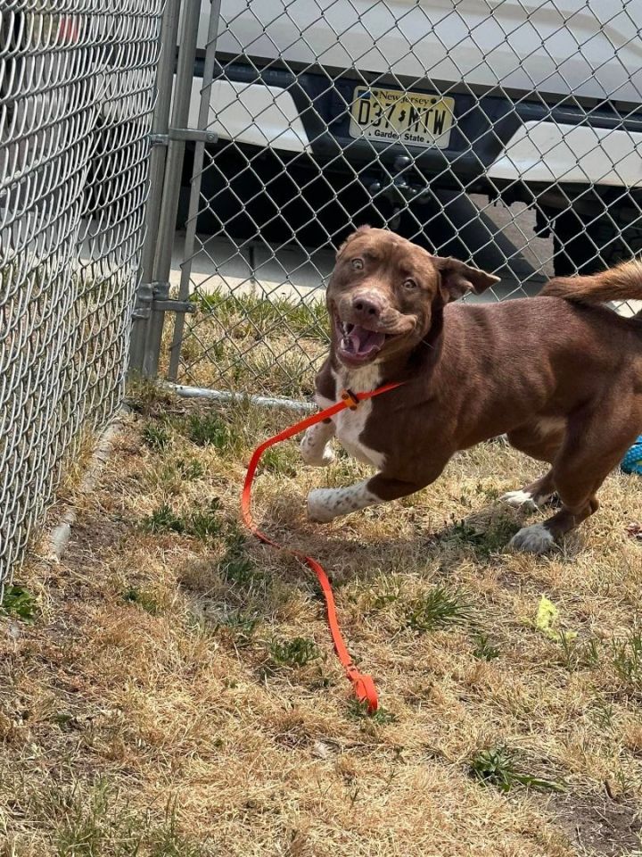 Pit Bull Returned to New Jersey Shelter 11 Months After Being Adopted