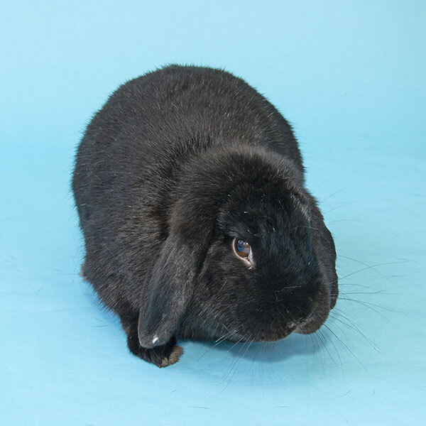 Rabbit for adoption - Cocoa and Puff, a Holland Lop & Mini Lop Mix
