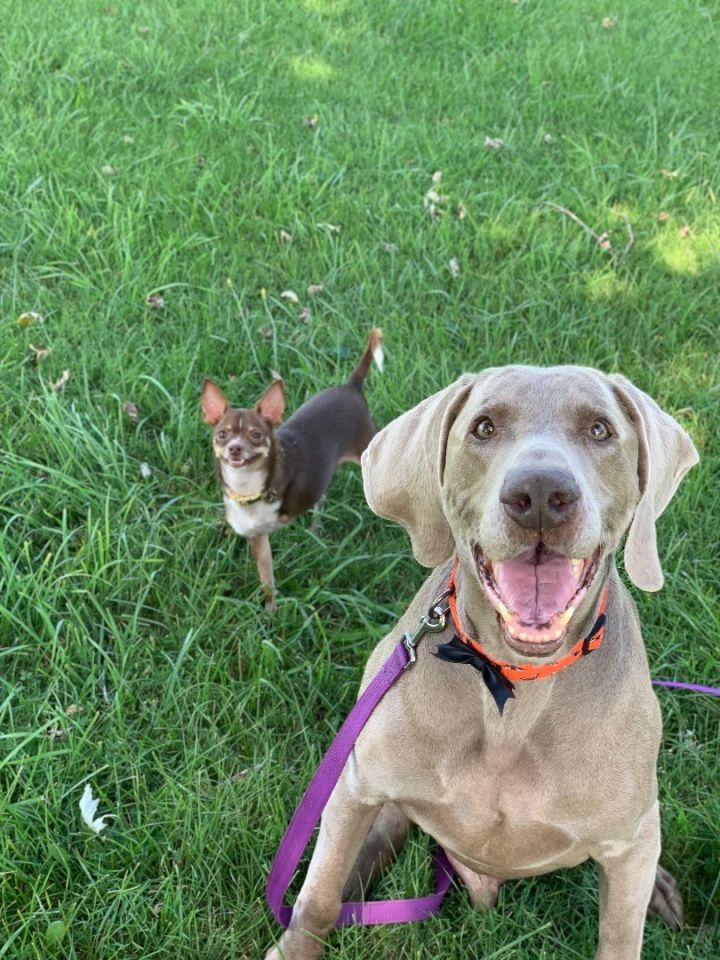 Weimaraner petfinder 2024