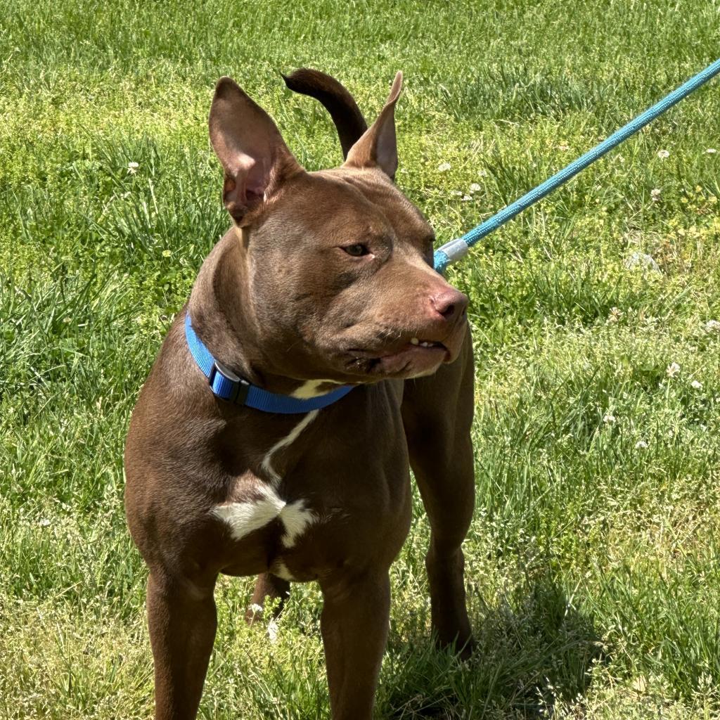 scooby, an adoptable Mixed Breed in Lynchburg, VA, 24502 | Photo Image 1