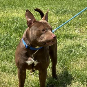 scooby, Adult Male Mixed Breed
