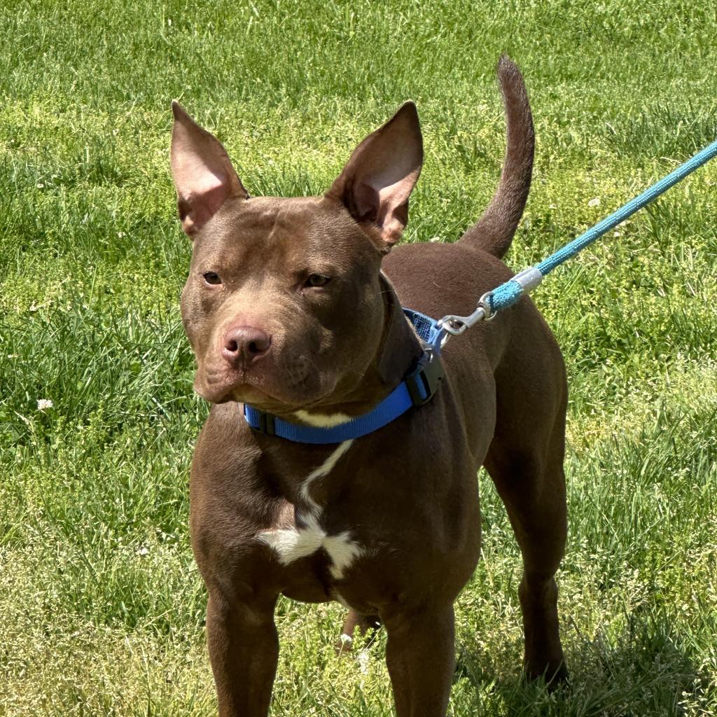 scooby, an adoptable Mixed Breed in Lynchburg, VA, 24502 | Photo Image 2