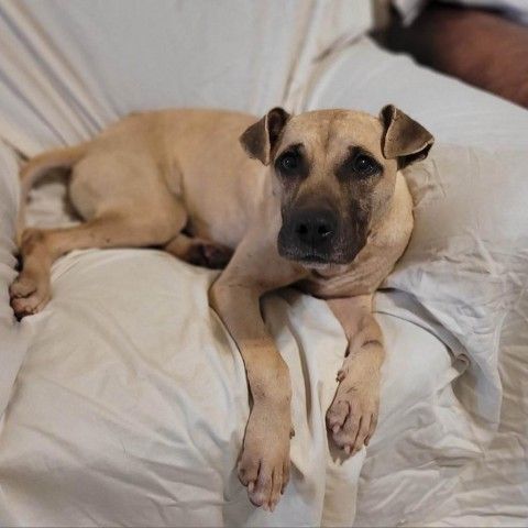 Southern black mouth cur best sale for sale