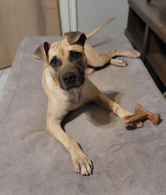 Black mouth cur store rescue