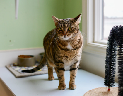 Amber, an adoptable Domestic Short Hair in Pendleton, OR, 97801 | Photo Image 2