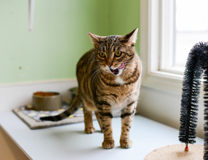 Amber, an adoptable Domestic Short Hair in Pendleton, OR, 97801 | Photo Image 3