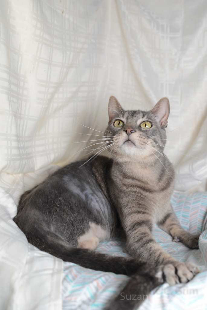 A grey and tan tabby cat with yellow-amber eyes