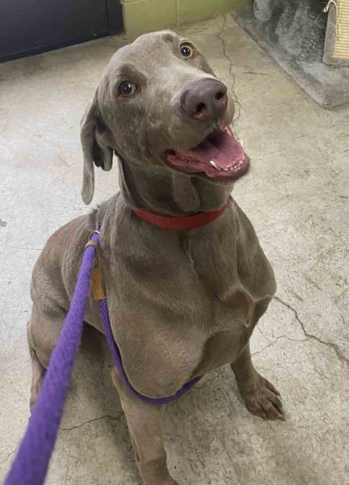 Weimaraner petfinder store