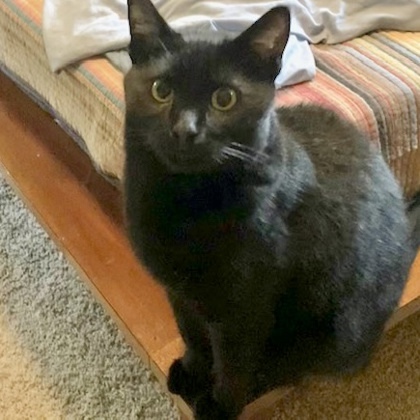 Bagheera, an adoptable Domestic Short Hair in Fort Worth, TX, 76102 | Photo Image 2