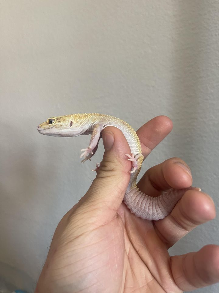 Sac leopard mango sales