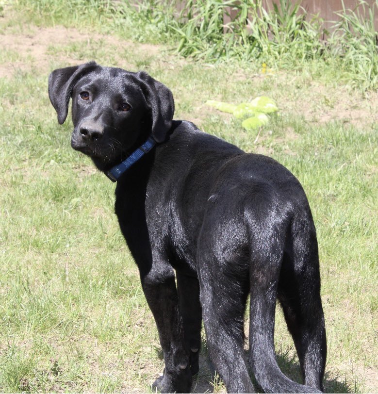 Gus, an adoptable Mixed Breed in Shelburne, VT, 05482 | Photo Image 1