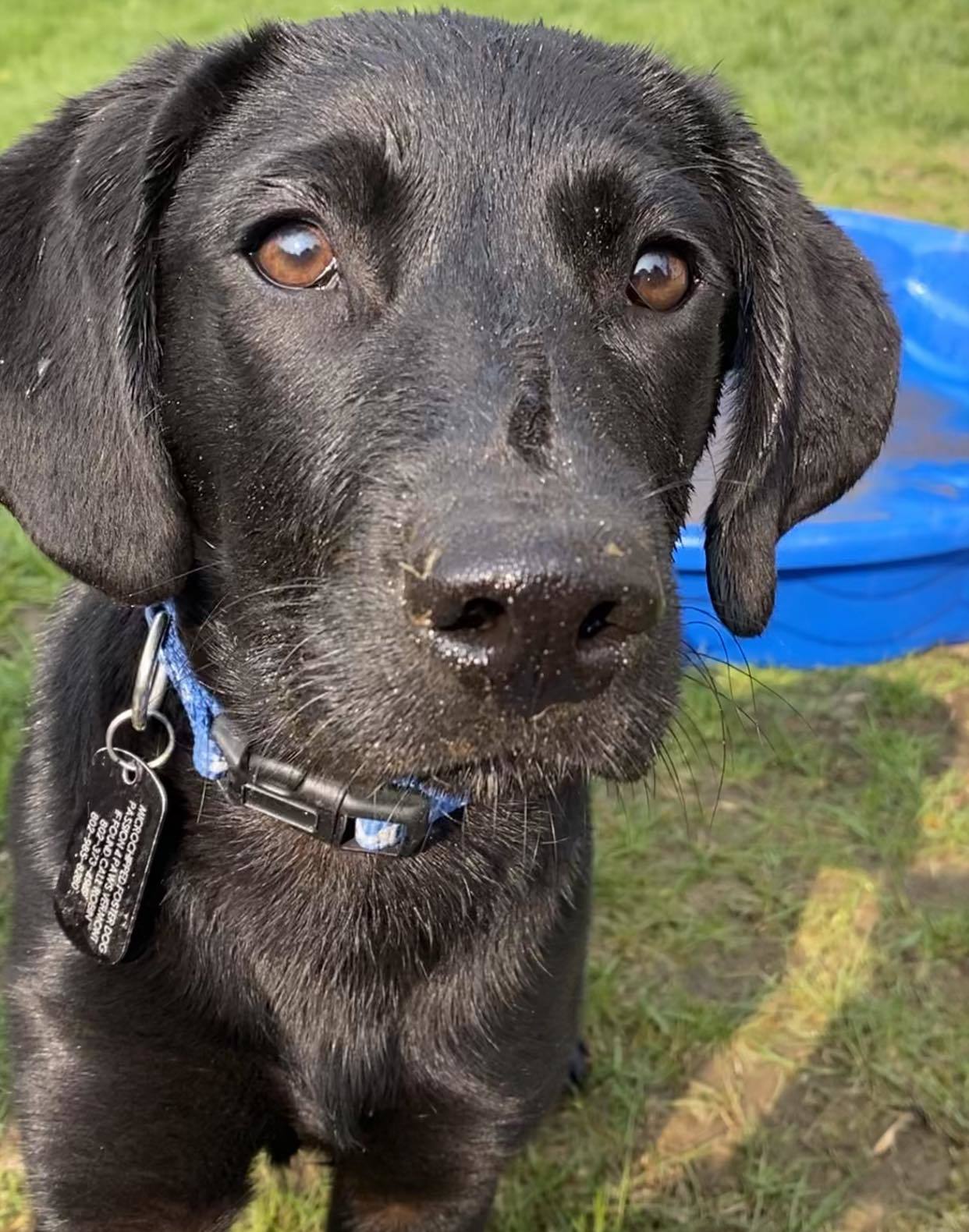 Gus, an adoptable Mixed Breed in Shelburne, VT, 05482 | Photo Image 2