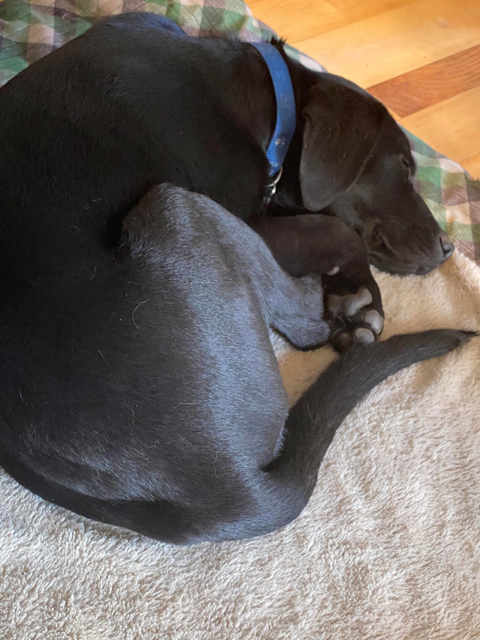 Gus, an adoptable Mixed Breed in Shelburne, VT, 05482 | Photo Image 3